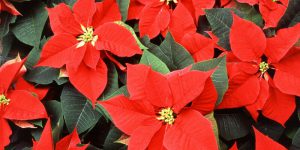 Scopri di più sull'articolo Come allungare la vita delle piante regalate a Natale
