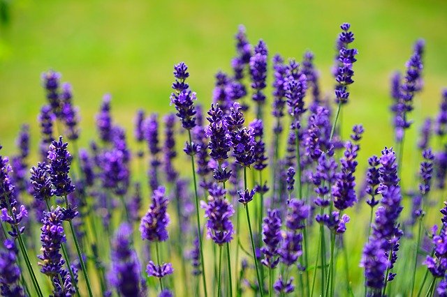 Lavanda, aromaterapia e oli essenziali