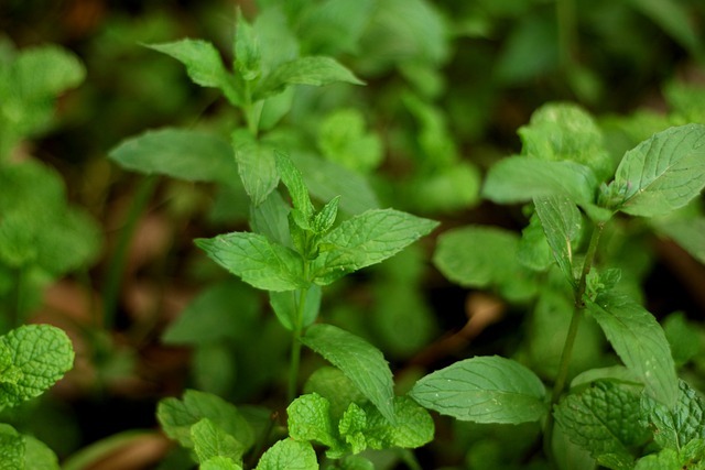 Menta, aromaterapia e oli essenziali