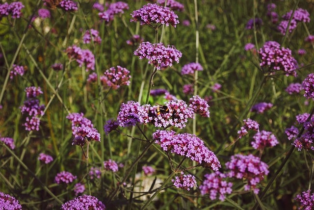 Verbena in aromaterapia e oli essenziali